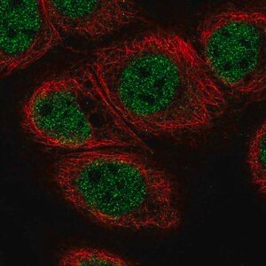 Merck Anti-C11orf71 antibody produced in rabbit