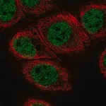 Merck Anti-C11orf71 antibody produced in rabbit