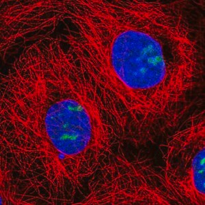 Merck Anti-NOC3L antibody produced in rabbit