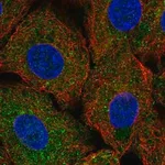 Merck Anti-ULK1 antibody produced in rabbit