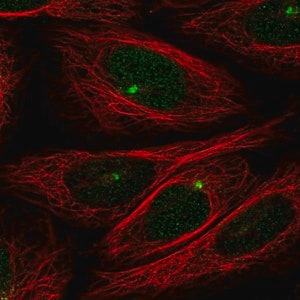 Merck Anti-ZMYM1 antibody produced in rabbit