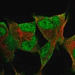 Merck Anti-PRR3 antibody produced in rabbit