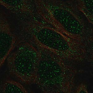 Merck Anti-TCEAL2 antibody produced in rabbit