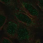 Merck Anti-TCEAL2 antibody produced in rabbit