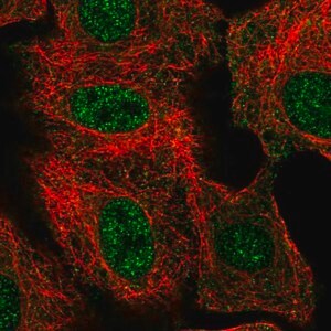 Merck Anti-THAP8 antibody produced in rabbit