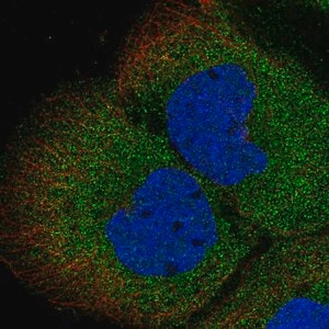 Merck Anti-MGEA5 antibody produced in rabbit