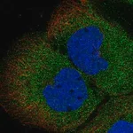 Merck Anti-MGEA5 antibody produced in rabbit