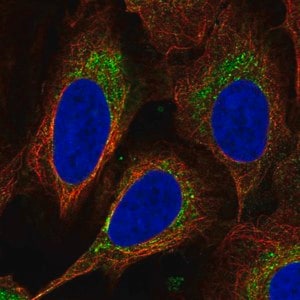 Merck Anti-DEGS1 antibody produced in rabbit
