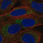 Merck Anti-A4GALT antibody produced in rabbit