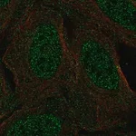 Merck Anti-CSDC2 antibody produced in rabbit