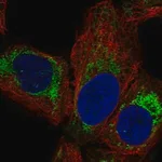 Merck Anti-MRPL14 antibody produced in rabbit