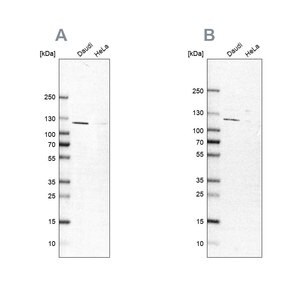 Merck Anti-LEMD3 antibody produced in rabbit