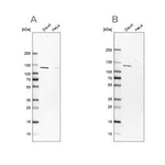 Merck Anti-LEMD3 antibody produced in rabbit