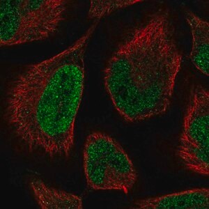 Merck Anti-LCOR antibody produced in rabbit