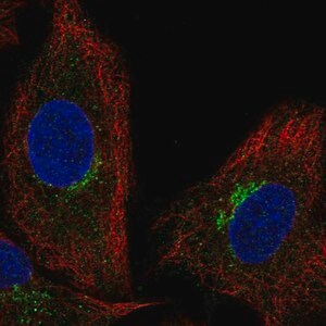 Merck Anti-SLC6A16 antibody produced in rabbit