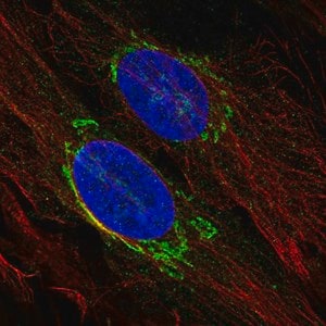 Merck Anti-TMED3 antibody produced in rabbit
