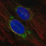 Merck Anti-TMED3 antibody produced in rabbit