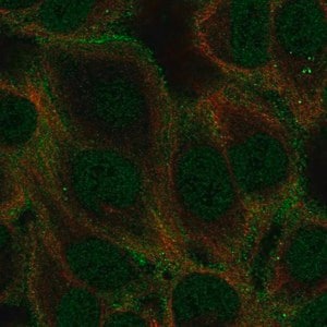 Merck Anti-GABRA5 antibody produced in rabbit