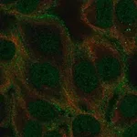 Merck Anti-GABRA5 antibody produced in rabbit