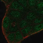 Merck Anti-SMIM22 antibody produced in rabbit