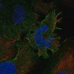 Merck Anti-PCDHGC3 antibody produced in rabbit