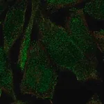 Merck Anti-PLEKHH2 antibody produced in rabbit
