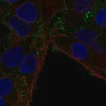 Merck Anti-CMTM7 antibody produced in rabbit