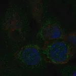 Merck Anti-MTFP1 antibody produced in rabbit