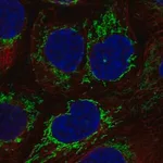 Merck Anti-PPIF antibody produced in rabbit