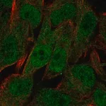 Merck Anti-UBXN8 antibody produced in rabbit