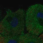 Merck Anti-KCNK7 antibody produced in rabbit