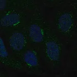 Merck Anti-TMBIM4 antibody produced in rabbit