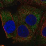 Merck Anti-RPL36A antibody produced in rabbit