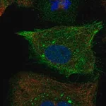 Merck Anti-RND1 antibody produced in rabbit