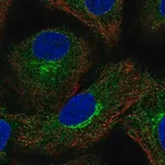 Merck Anti-AMFR antibody produced in rabbit