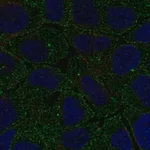 Merck Anti-FCHO2 antibody produced in rabbit