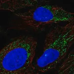 Merck Anti-DMGDH antibody produced in rabbit