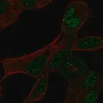 Merck Anti-GCFC2 antibody produced in rabbit