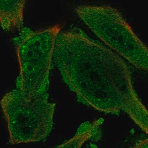 Merck Anti-PRKAG1 antibody produced in rabbit