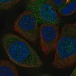 Merck Anti-FAM76A antibody produced in rabbit