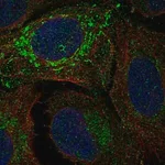 Merck Anti-NDUFV2 antibody produced in rabbit