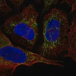 Merck Anti-KCNAB3 antibody produced in rabbit