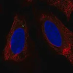 Merck Anti-LUZP6 antibody produced in rabbit