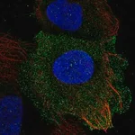 Merck Anti-PLAC8 antibody produced in rabbit
