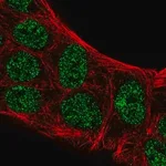 Merck Anti-ATOH8 antibody produced in rabbit