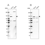 Merck Anti-USP1 antibody produced in rabbit