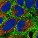 Merck Anti-EPB41 antibody produced in rabbit