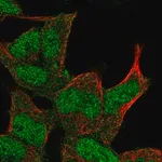 Merck Anti-DMAP1 antibody produced in rabbit