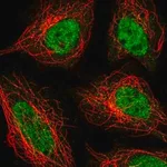 Merck Anti-ZNF326 antibody produced in rabbit