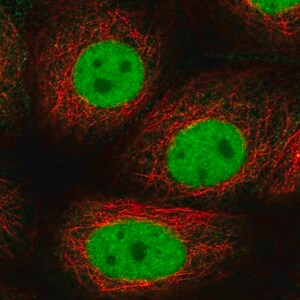Merck Anti-GTF2F1 antibody produced in rabbit